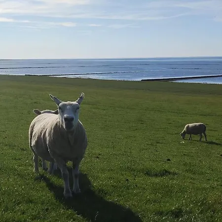Altneukoog Tetenbull