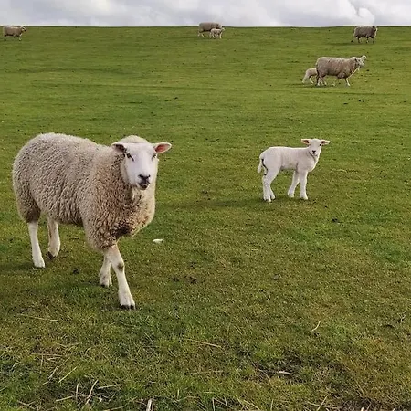 Altneukoog Tetenbull